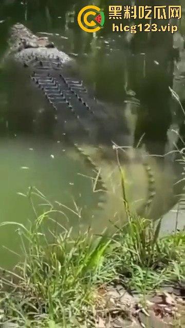 鳄鱼杀人开宴！小镇女孩惨遭下肚，砂捞越首次鳄鱼吃人，残骸成谜！-2