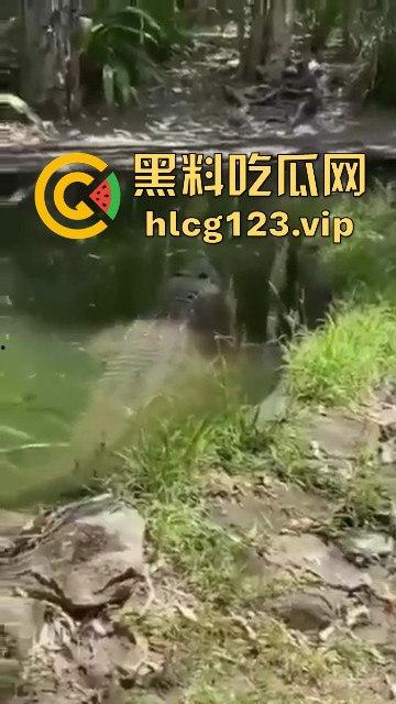 鳄鱼杀人开宴！小镇女孩惨遭下肚，砂捞越首次鳄鱼吃人，残骸成谜！-5