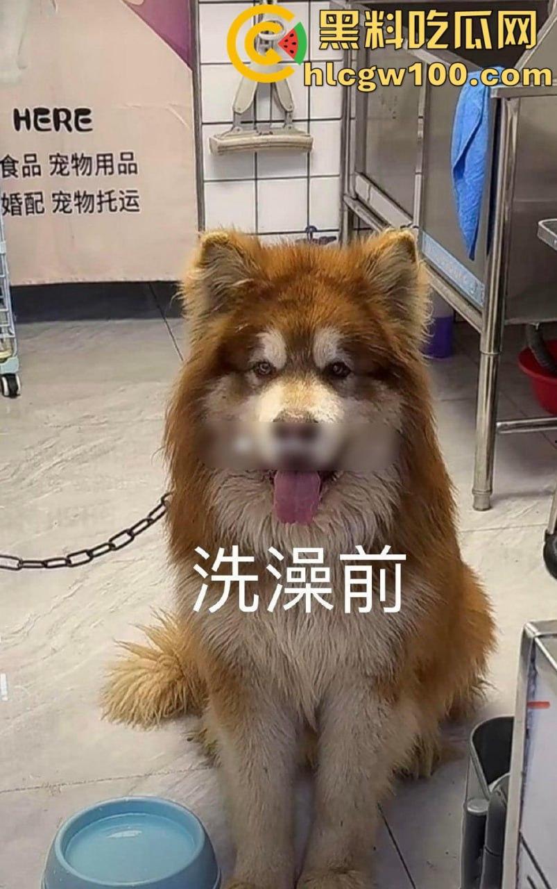 千万粉网红【潘宏爱玩狗】深陷虐狗风波，艾特直播洗澡窒息死亡，【陈乔恩】发声批判-4