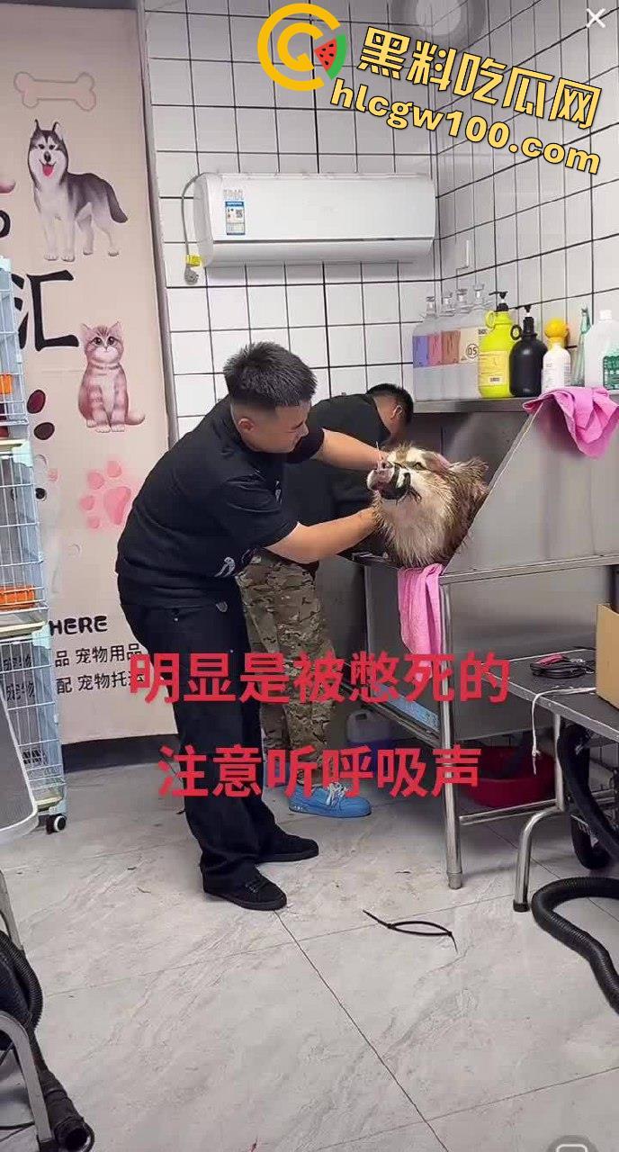 千万粉网红【潘宏爱玩狗】深陷虐狗风波，艾特直播洗澡窒息死亡，【陈乔恩】发声批判-7